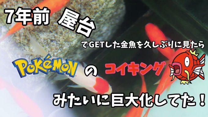 コイキング の評価や評判 感想など みんなの反応を1時間ごとにまとめて紹介 ついラン