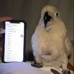 リズム感抜群のオウムの映像をどうぞ!スマホの着信音に合わせてノリノリ♪!