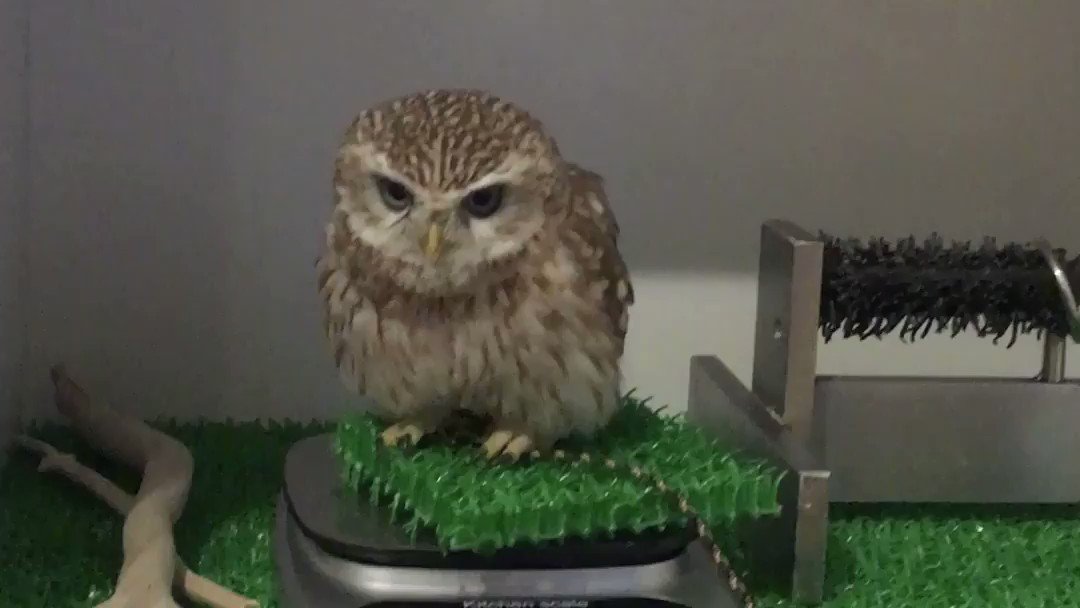 シャノンをお迎えして今日で1年が経ちましたヽ(´▽`)ノ
いつもシャノンの日常をご覧いただきありがとうございます🙇♀️🙇♂️
これからもかわいいシャノンの思い出を増やしていきます🦉🌸
▽殺風景の家に来たばかり(2019.04.27) https://t.co/0l4QbQe8Mv