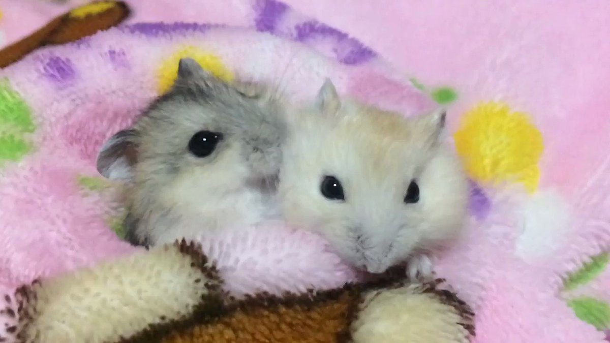 相方をペロペロするだけのハムちゃんの動画が見てて癒される 話題の画像プラス 相方をペロペロするだけのハムちゃんの動画が見てて癒される 話題の画像プラス