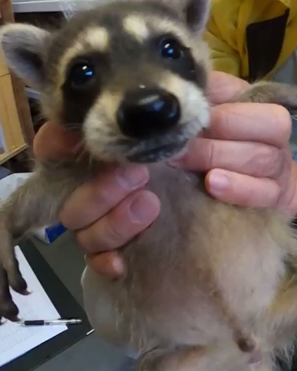 休園中の長崎バイオパークにいるアライグマの赤ちゃんが可愛すぎる