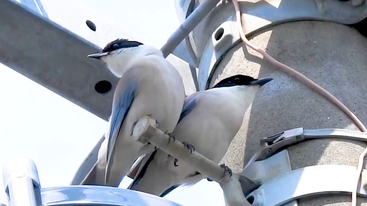 閲覧注意 ツミの小鳥捕食シーンなど 4月29日今日撮り野鳥動画まとめ 身近な生き物語 いきものがたり ブロマガ