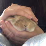 暇だからパン生地をこねている!？こねられているパン生地がとってもかわいい!