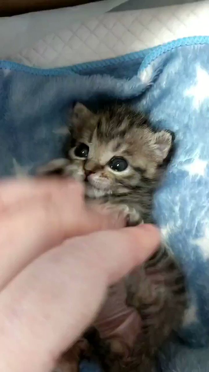 ヨイヨイっと踊っている子猫が可愛すぎて溶けそう