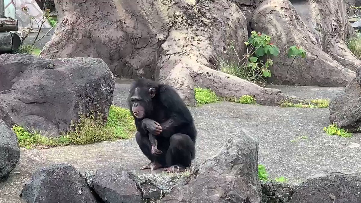 @izushabotenpark's video Tweet @izushabotenpark's video Tweet