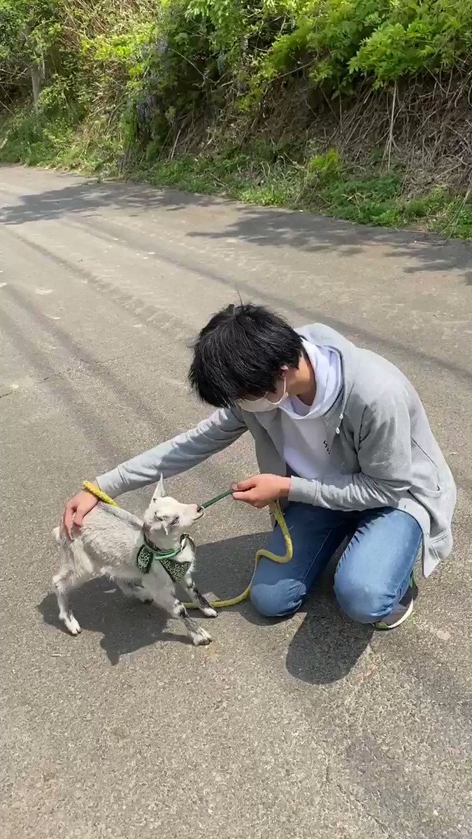 怖いよ～！歩きたくないけど、人間には抱っこされたくない子ヤギの声がすごいｗｗ