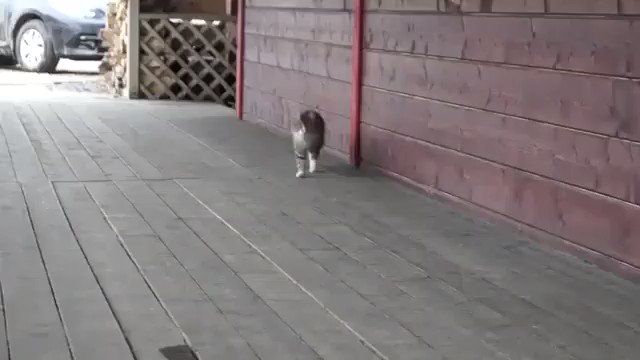 猫が馬農場で育った結果？馬のような歩き方をするようになる！？