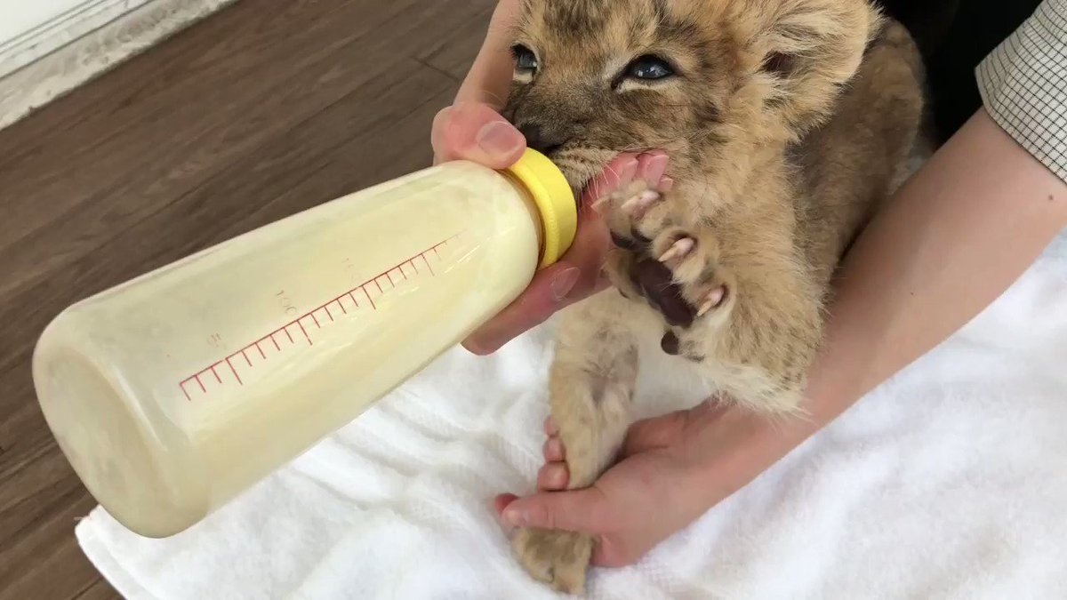 動物園を超えて繋がるバトン 美味しそうにミルクを飲むライオンの赤ちゃんが可愛すぎる 話題の画像プラス
