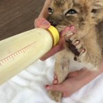 【動物園を超えて繋がるバトン】美味しそうにミルクを飲むライオンの赤ちゃんが可愛すぎる