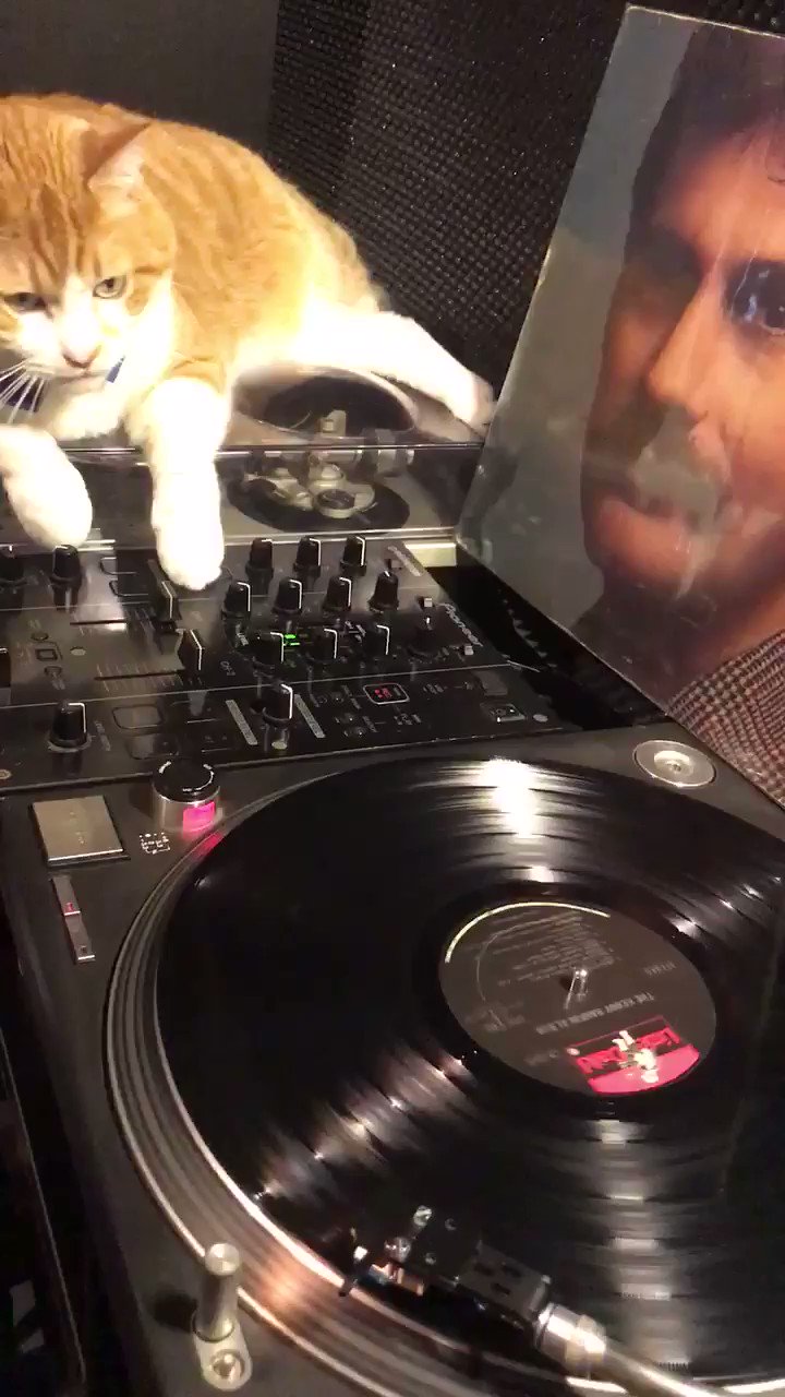 新井俊也 on Twitter "日曜午後ピッタリな感じなゆったりしたKenny rankinのgroovin'のはずが。 cat 猫