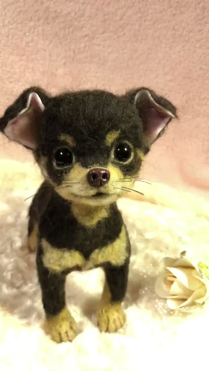 わたわたペット 羊毛フェルト作品 犬 スムースチワワ チョコタン