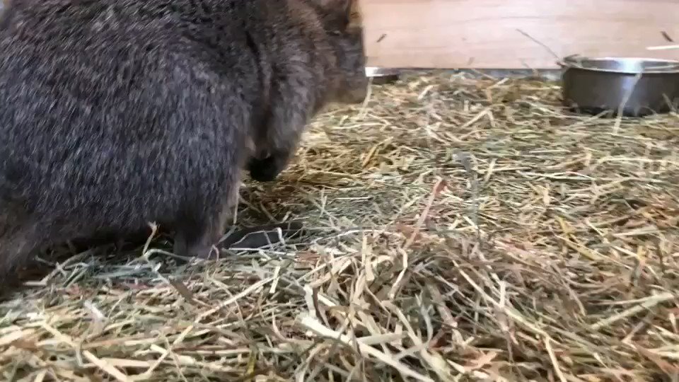 ワラビー 日本 クオッカ