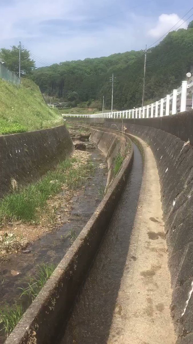 どうしたの？ｗ水遊びしてきた柴犬のワンちゃんの走り方の癖が強いｗｗ
