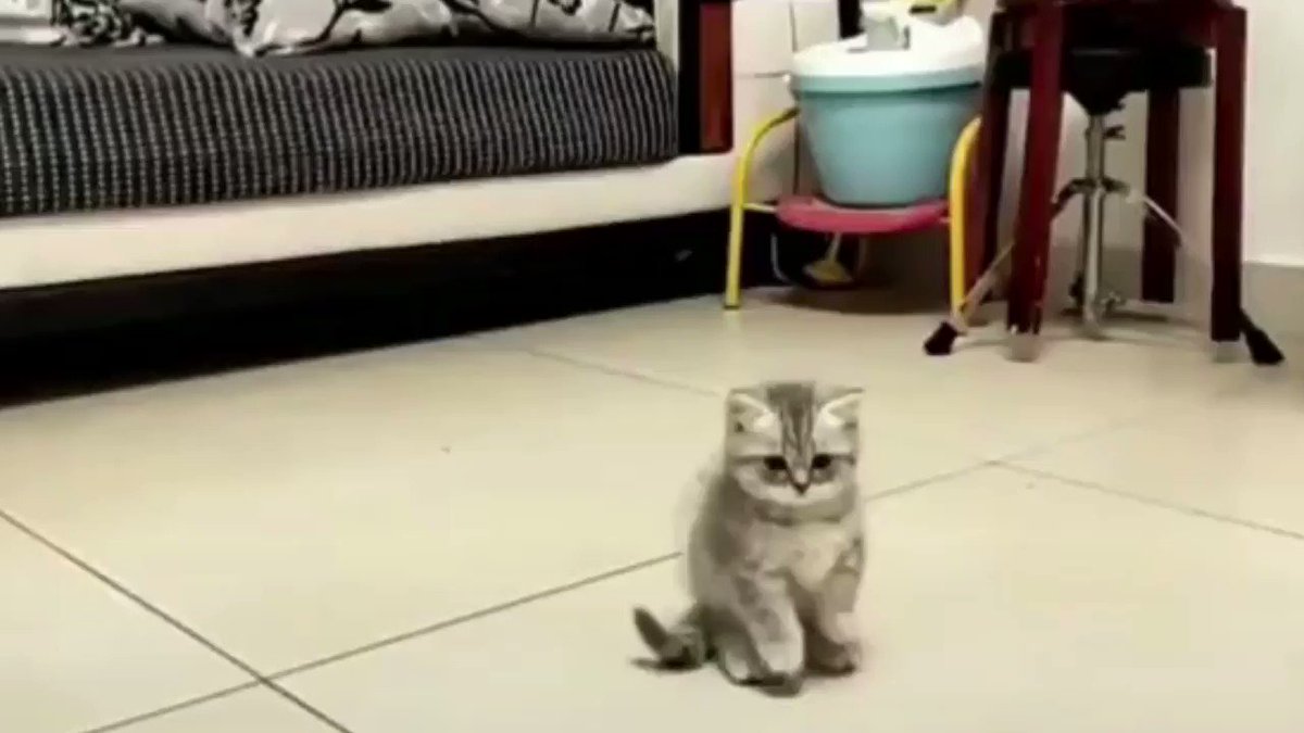 回るコマを触りたいと直立する二匹の子猫が天使過ぎる