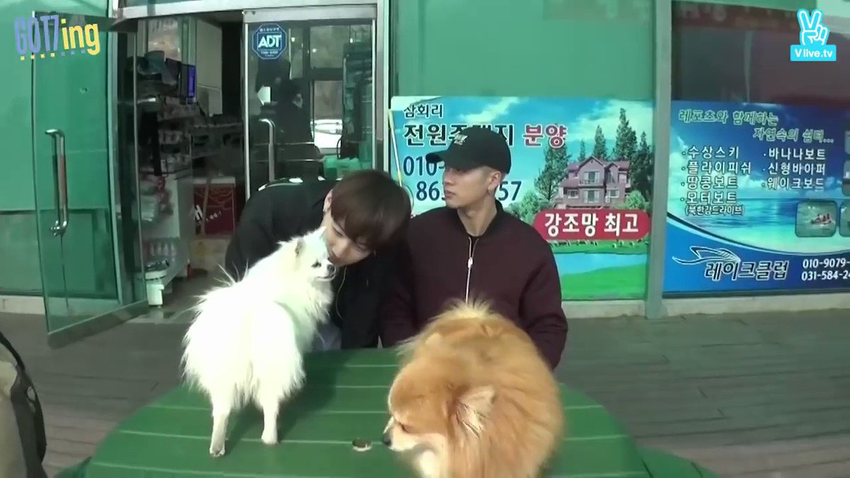 Bell 벨 ベル これはね ジェボマ絶対やっちゃダメなのよ 犬が目線を逸らす っていうのは僕は貴方に敵意がないよって伝えてるの でもずっと目を合わせようとするからキミは敵意ないよって言ってるこの子にケンカをずっと売ってたのよwww そら怒られるよ W Bell 벨 ベル これはね ジェボマ絶対やっちゃダメなのよ 犬が目線を逸らす っていうのは僕は貴方に敵意がないよって伝えてるの でもずっと目を合わせようとするからキミは敵意ないよって言ってるこの子にケンカをずっと売ってたのよwww そら怒られるよ W