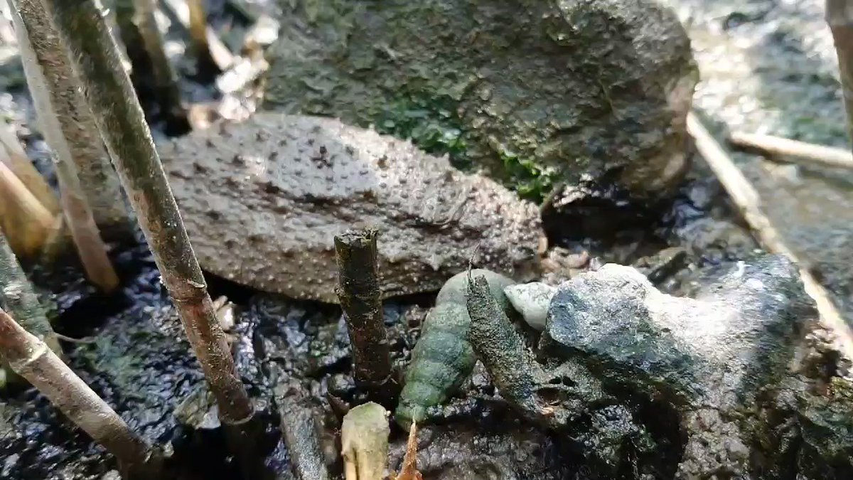 Thumbnail of attached video of status id: 1257846478342504449
