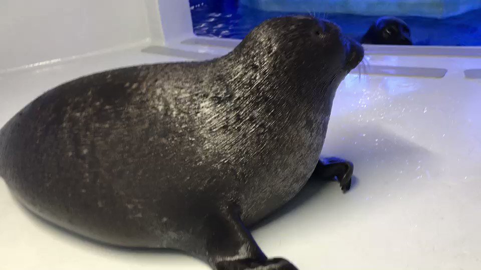 水族館のバックヤードの日常 直立不動でこっちを見てくるアザラシがいる 妖怪の正体か と言われる 2ページ目 Togetter