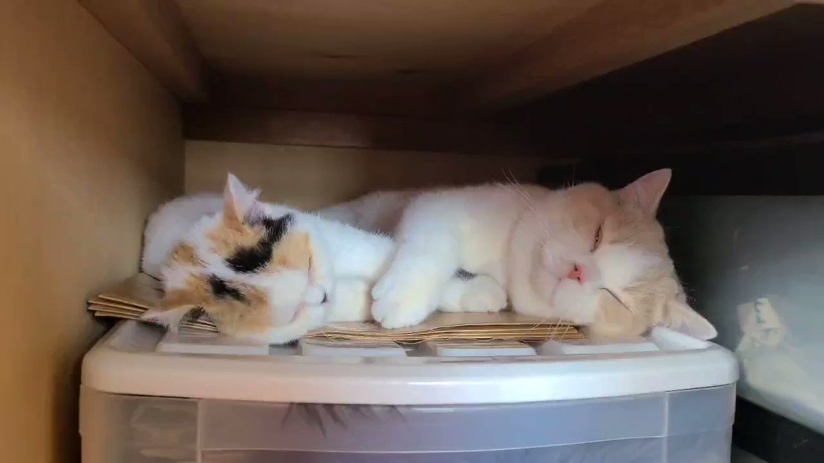 探してもどこにもいないと思ったら 2匹で押し入れで寝てた 話題の画像プラス 探してもどこにもいないと思ったら 2匹で押し入れで寝てた 話題の画像プラス