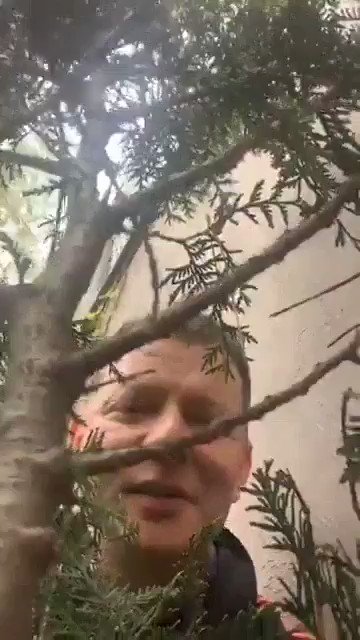 Вбудоване відео