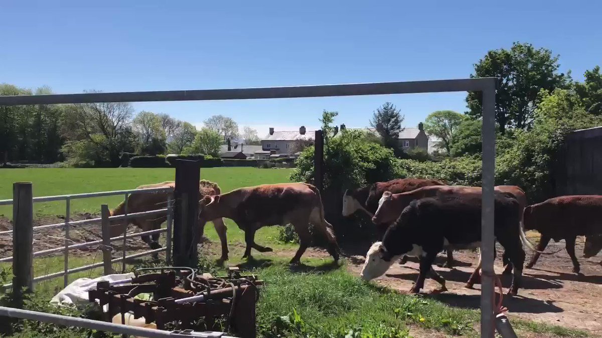 Gareth Wyn Jones (@1GarethWynJones) on Twitter photo 05/05/2020 19:02:43 My birthday celebration starts with Turing these guys out to grass . 😂😂😂 My birthday celebration starts with Turing these guys out to grass . 😂😂😂