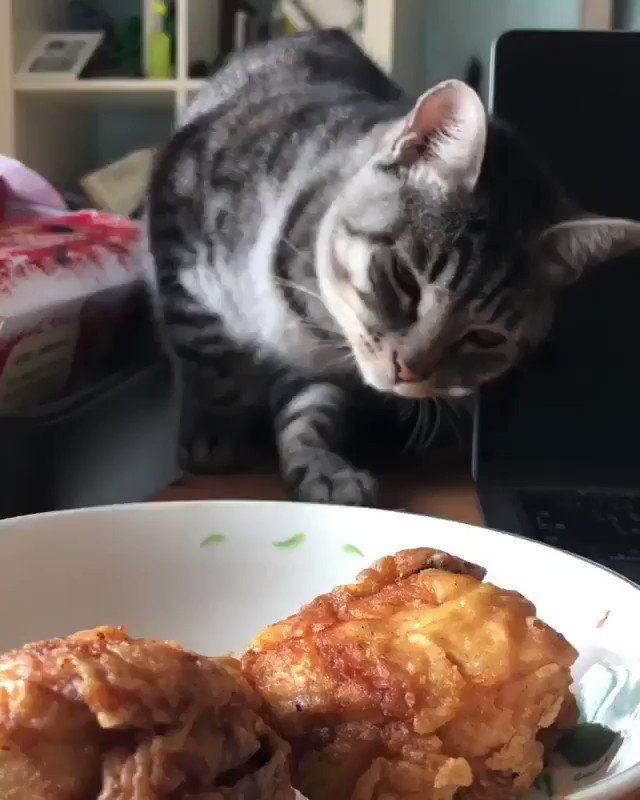 目を細めながら獲物を狙う猫の仕草がとてもかわいい！！狙いながら恐れている・・・。