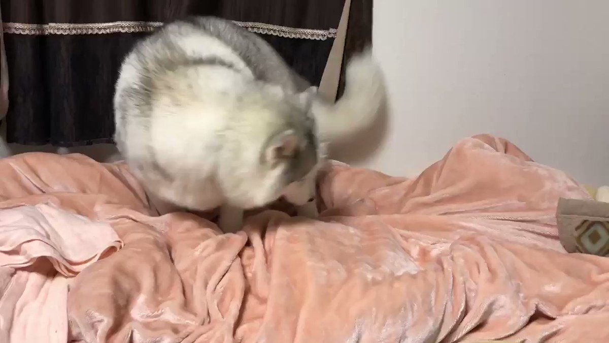 嬉しいのがよくわかる 可愛いもふもふのワンちゃんの笑顔 話題の画像プラス 嬉しいのがよくわかる 可愛いもふもふのワンちゃんの笑顔 話題の画像プラス