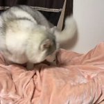 嬉しいのがよくわかる!可愛いもふもふのワンちゃんの笑顔!