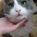 飼い主さんのおやつを欲しがる猫さんをアワアワ言わせた動画のかわいさがすごい ヨッシーでは と感じる方も すっっごい綺麗な猫さんですね Togetter 飼い主さんのおやつを欲しがる猫さんをアワアワ言わせた動画のかわいさがすごい ヨッシーでは と感じる方も すっっごい綺麗な猫さんですね Togetter