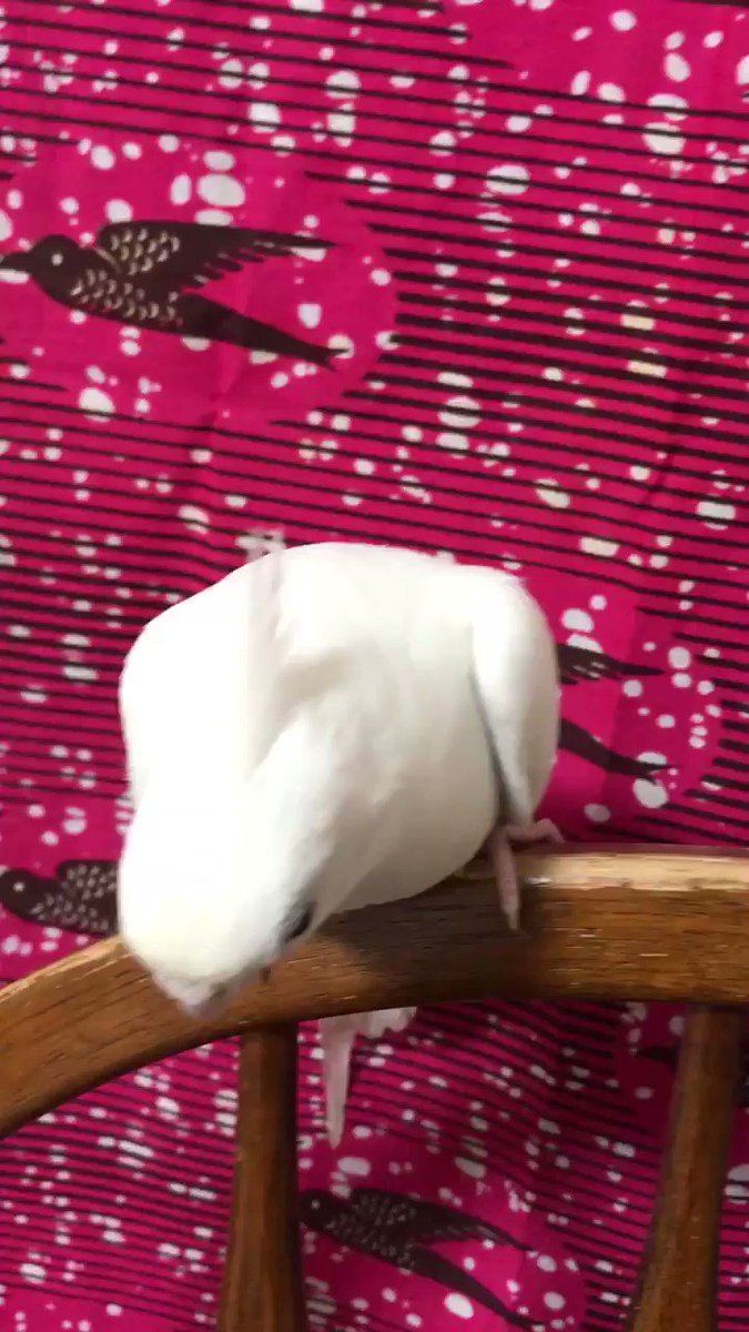 飼い主を取り合う二羽のオカメインコが人間の子どものよう 話題の画像プラス