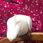 飼い主を取り合う二羽のオカメインコが人間の子どものよう