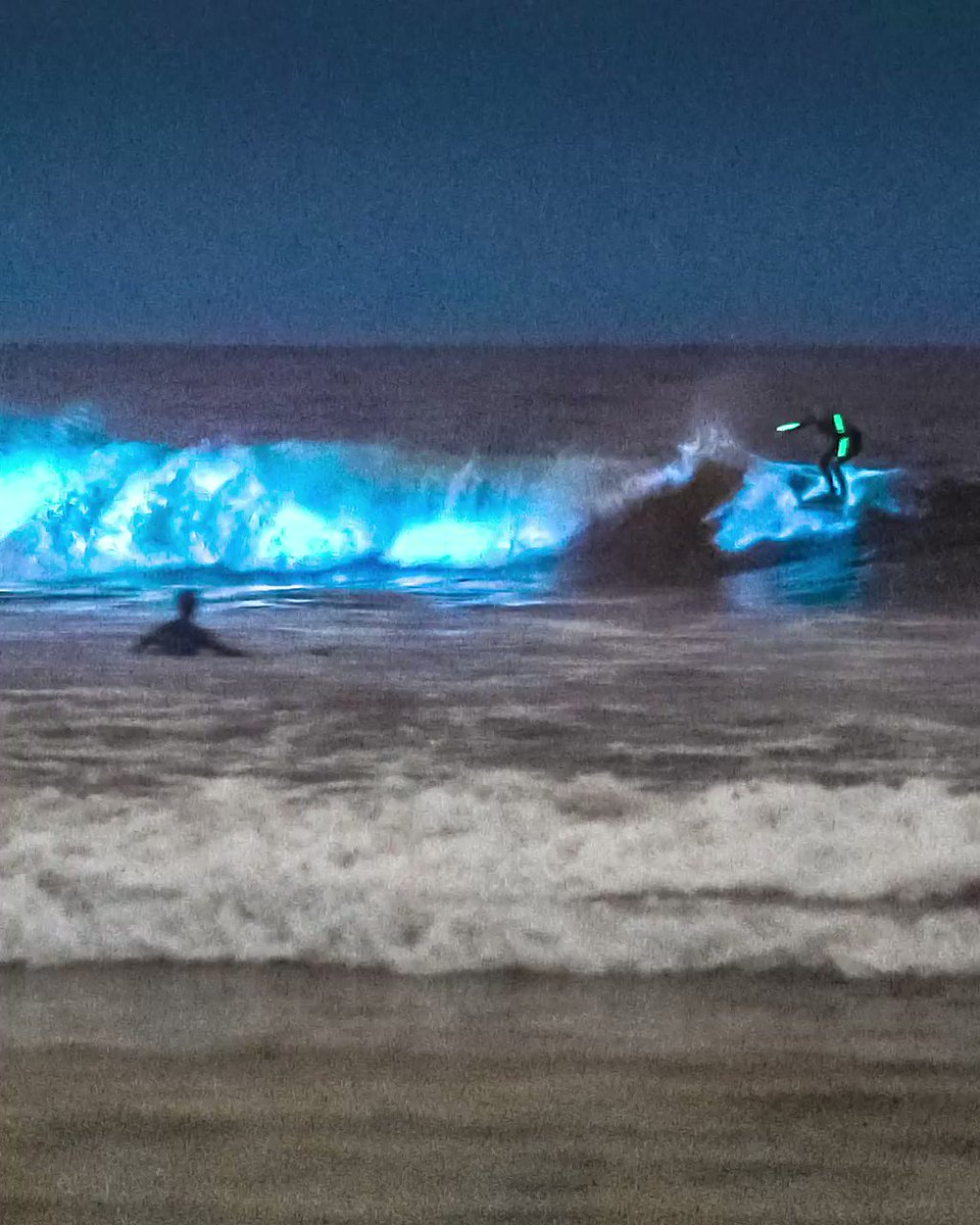 Magical glowing blue oceans created by billions of microscopic single-cell bioluminescent organisms known as sea sparkles (Noctiluca scintillans).
https://t.co/dMFqyZU9hU