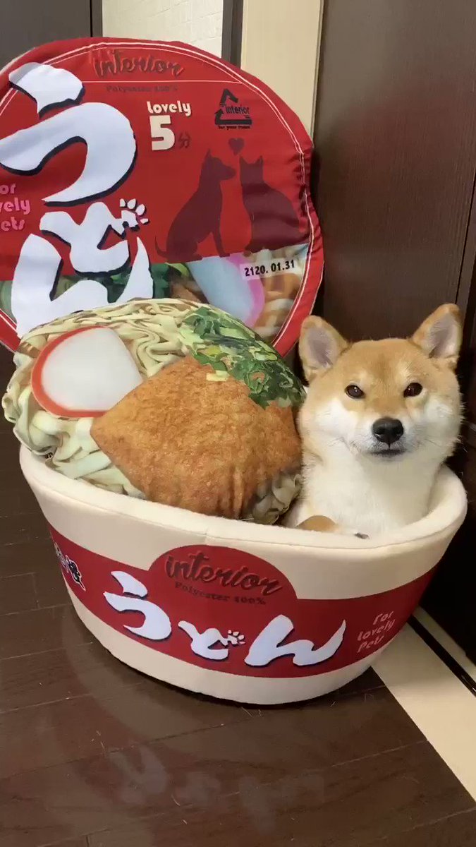 柴犬ゆきちゃん きつねうどんツイートがこんなに反響呼ぶとは思ってなくてびっくりです あとこのベッドの付属クッションもめっちゃくちゃリアルで可愛いです
