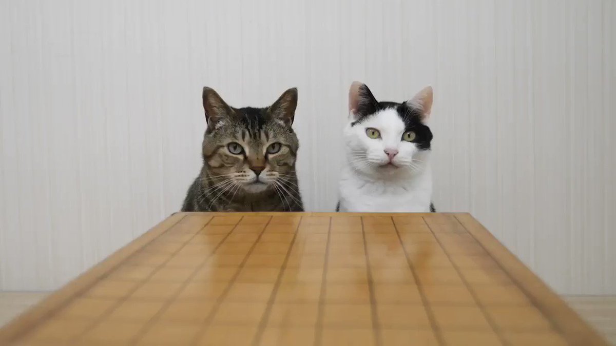 猫と崩し将棋をした結果？無限に外出自粛できるwww