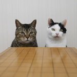 猫と崩し将棋をした結果？無限に外出自粛できる!