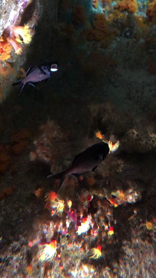 サンシャイン水族館 光っているのは目ではなく 目の下にある楕円型の発光器 発光バクテリアが共生しているため このように美しく光ります 光は仲間とのコミュニケーションや餌を誘き寄せるために使われていると言われています ヒカリキンメダイ