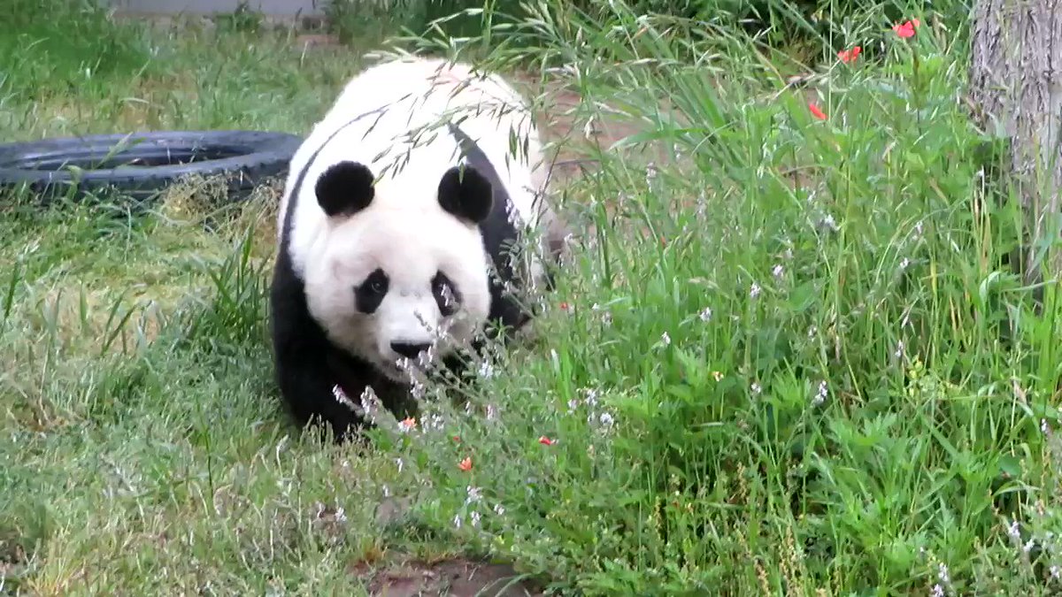 【休園中】王子動物園のパンダのタンタンは呼ぶと来るのだそう