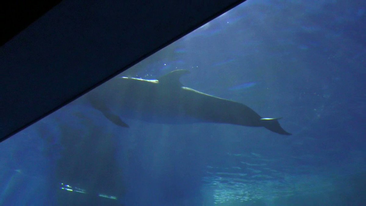 たいき ドルフィン系垢 Taikidolphin Twitter たいき ドルフィン系垢 Taikidolphin Twitter