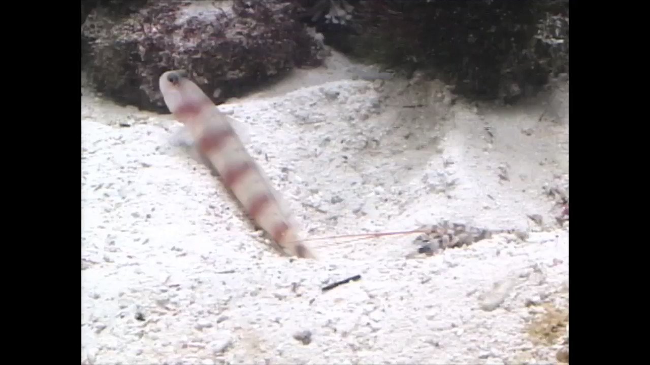 葛西臨海水族園 公式 ダテハゼは ニシキテッポウエビの おうち である巣穴をちゃっかりと利用することで知られます ニシキテッポウエビがせっせと巣穴を掘る横で ダテハゼはただぼんやりしている というわけではありません おうちでかさりん