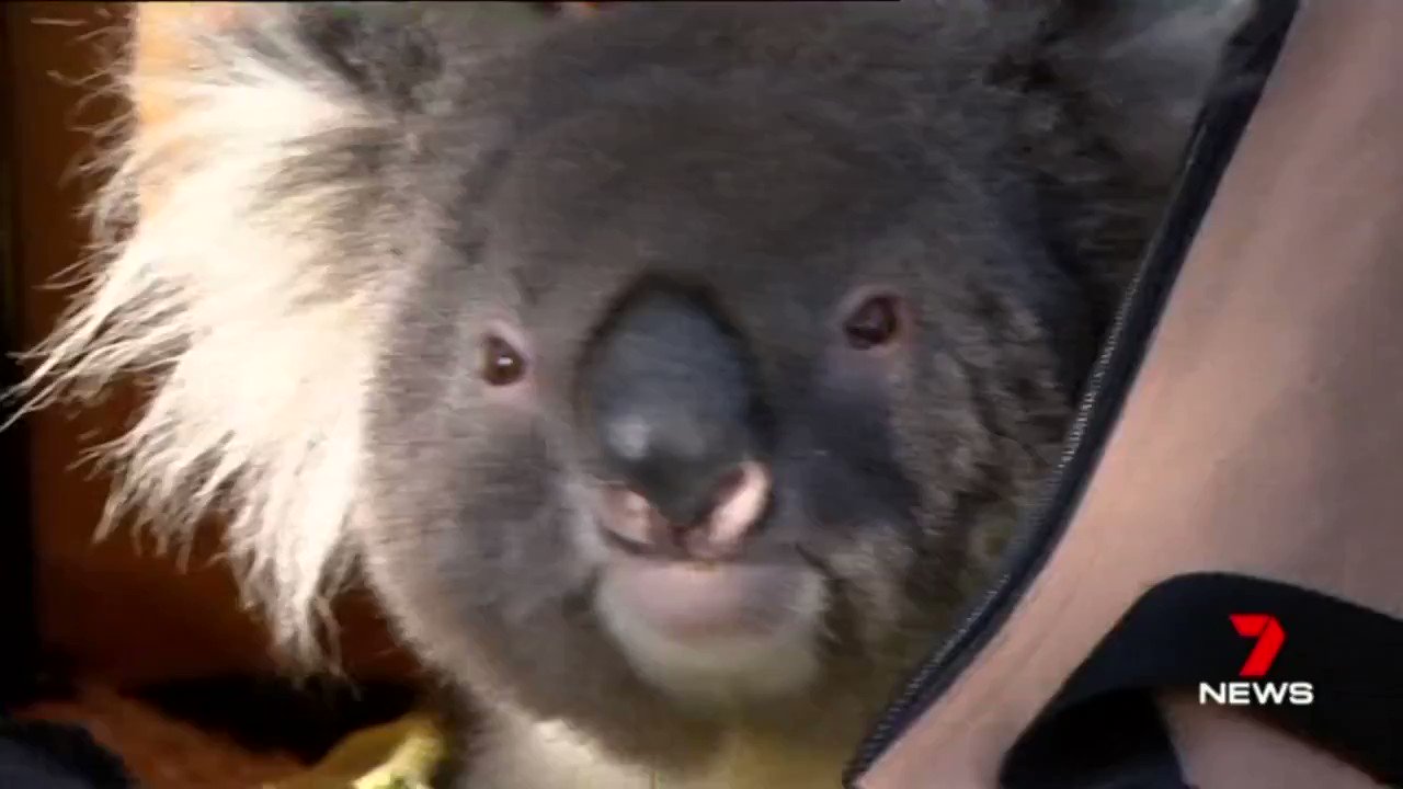Ciao! I am THE Don Koala from the land down under and I neglected my reddit account like a deadbeat father to his son. I like to stream FPS and Action games