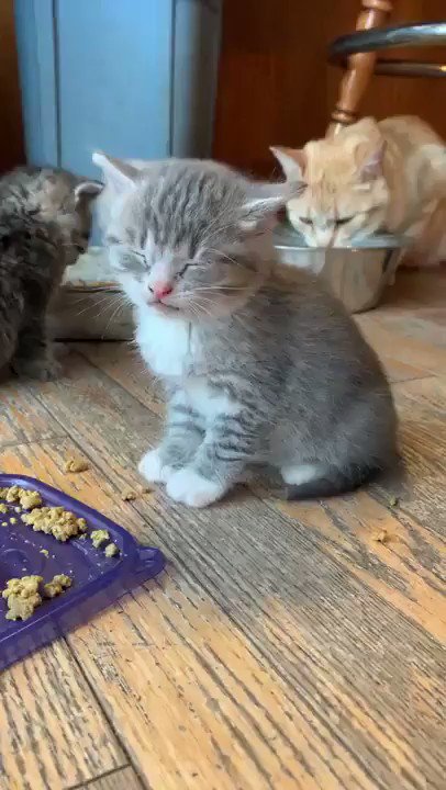ウトウトする子猫…ｗｗその姿が可愛くて癒される！！