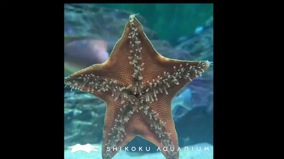 四国水族館 公式 ヒトデの裏側 ただただ管足がうごくだけ なんでだろう ちょっと気持ち悪いって思うけど 見ると思わずじっと観察しちゃう笑 生きものっておもしろい 休館中の四国水族館 四国水族館 公式 ヒトデの裏側 ただただ管足がうごくだけ なんでだろう ちょっと気持ち悪いって思うけど 見ると思わずじっと観察しちゃう笑 生きものっておもしろい 休館中の四国水族館