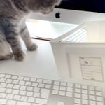 猫にテレワークを邪魔される方必見!？デスクに収納ボックスをご用意くださいw