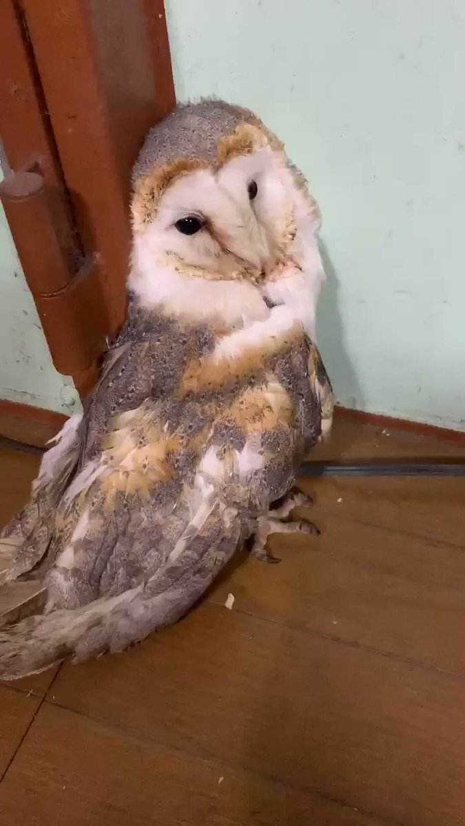 フクロウの病気