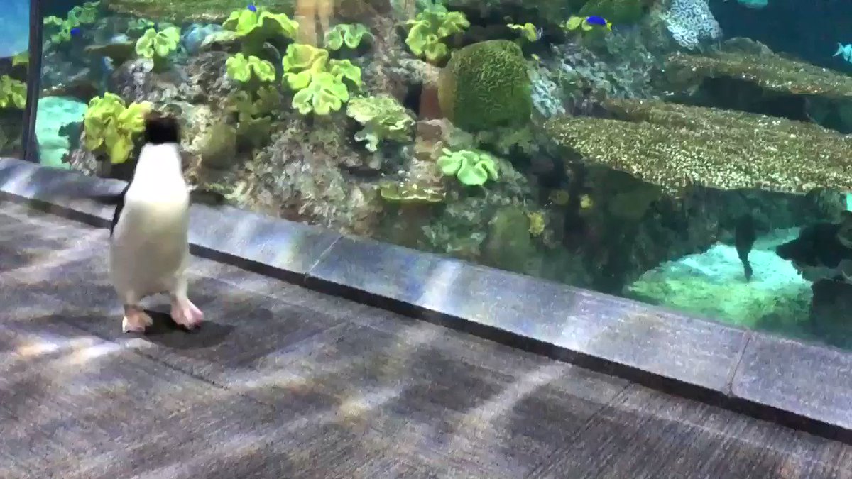 Shedd Aquarium (@shedd_aquarium) on Twitter photo 2020-05-13 19:41:17 Wellington hops by Wild Reef for a visit! π§ Thousands of animals live on coral reefs. But a rockhopper would be no stranger to a crowd: southern rockhoppers can live together in breeding colonies of TENS of thousands. Imagine thousands of Wellingtons! #WheresWellington Wellington hops by Wild Reef for a visit! π§ Thousands of animals live on coral reefs. But a rockhopper would be no stranger to a crowd: southern rockhoppers can live together in breeding colonies of TENS of thousands. Imagine thousands of Wellingtons! #WheresWellington
