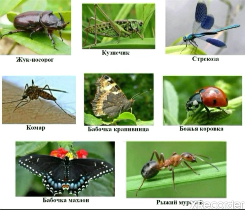 Три названия насекомых. Насекомые в лесу название. Насекомые России список и фото. Жук комар. Бабочка, Божья коровка, кузнечик, пчела.