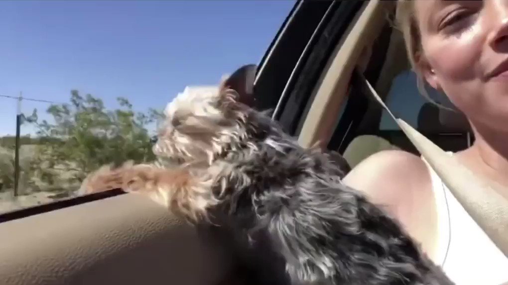 Johnny Depp Held Amber Heard Dog Out of Window and Howled, Heard Says