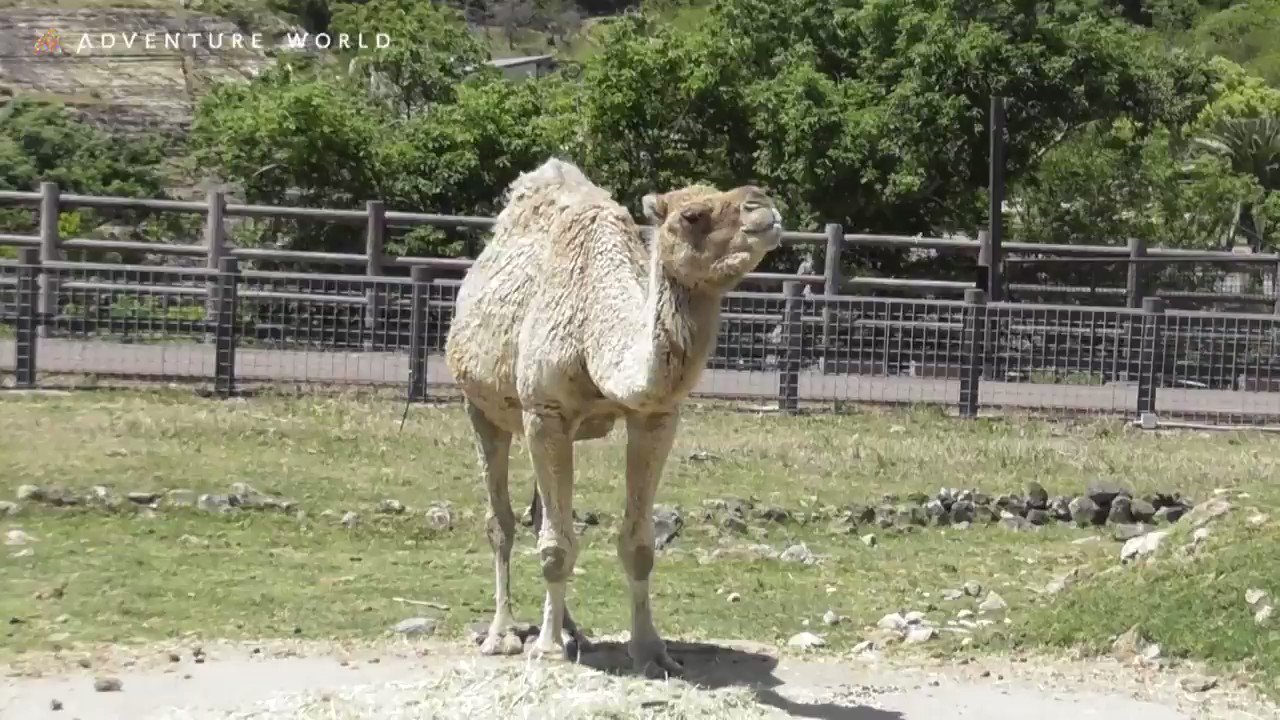 アドベンチャーワールド 公式 名前の由来にもなっている大きなコブが1つ背中にあるのが特徴の ヒトコブラクダ サファリワールド の景色を眺めながらもぐもぐお食事中 アドベンチャーワールド 休園中の動物園水族館 休園中のテーマパーク Stayhome