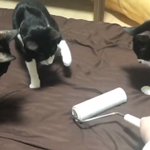 黒猫のろんさん こたつ撤去により最高のお昼寝スポットを失ってしょんぼり こたつ布団は7月位まで片付けさせてもらえませんでした Togetter