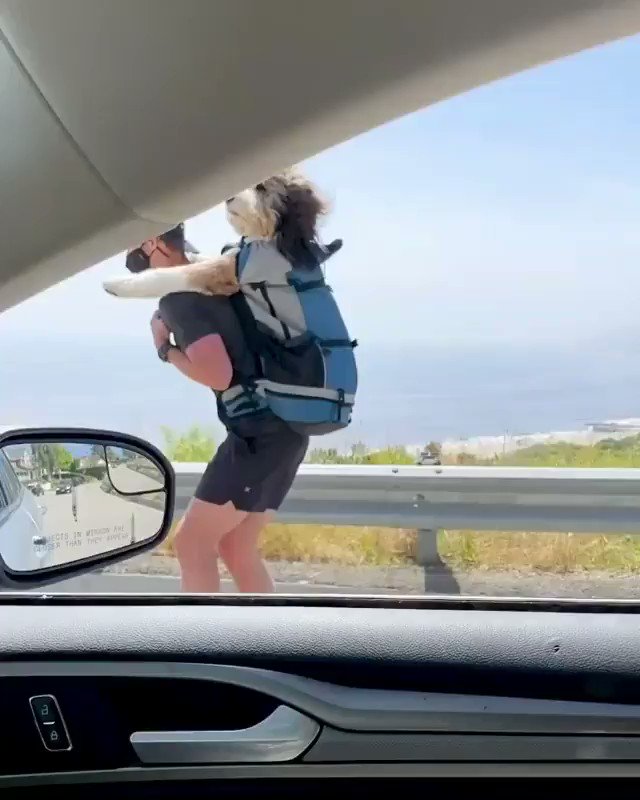326 この犬は最高の人生を送ってます