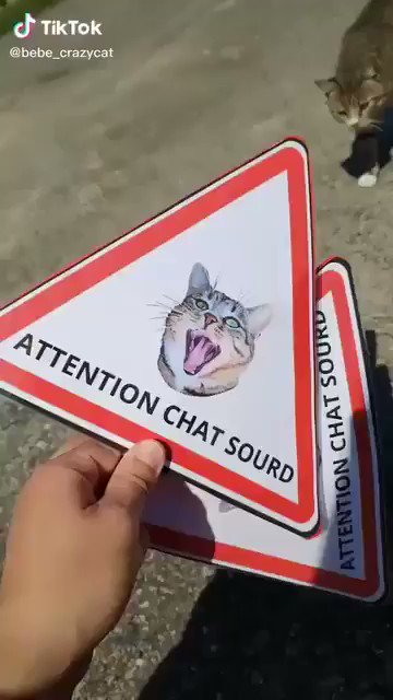 Chats Auf Twitter Tiktokdujour Chat Sourd A Suivre Sur Tiktok Bebe Crazy Cat T Co Gyoi93cfoy T Co Kutcwmdbnu Twitter Chats Auf Twitter Tiktokdujour Chat Sourd A Suivre Sur Tiktok Bebe Crazy Cat T Co Gyoi93cfoy T Co Kutcwmdbnu Twitter